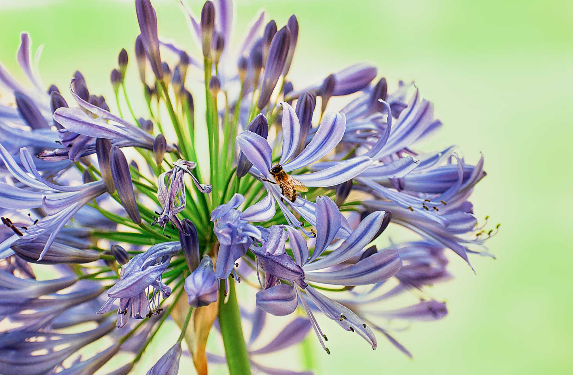 Fotografía close-up de una abeja sobre flores moradas.